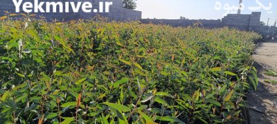 نهال اکالیپتوس چوب سفید در بندرعباس در گروه خرید و فروش نهال در یکمیوه -عکس1