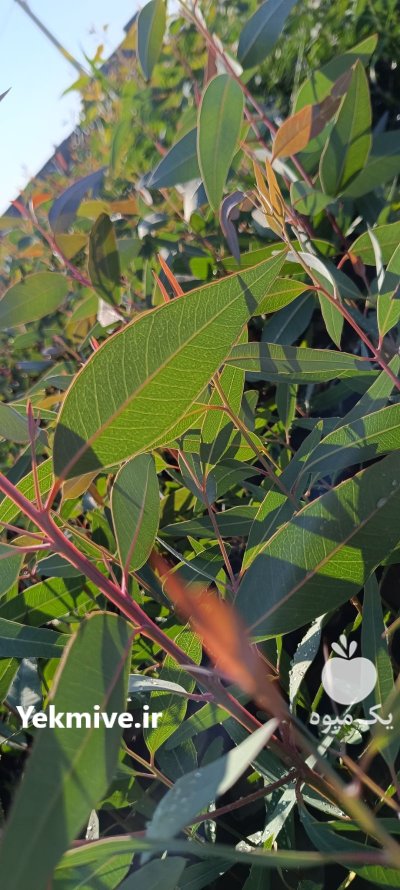 نهال اکالیپتوس چوب سفید در بندرعباس در گروه خرید و فروش نهال در یکمیوه -عکس2