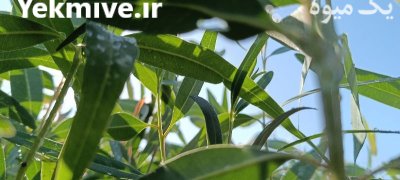 نهال اکالیپتوس چوب سفید در بندرعباس در گروه خرید و فروش نهال در یکمیوه -عکس3