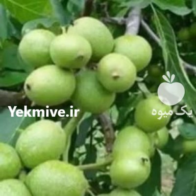 کاشت نهال دیمی بادام با گردو ژنوتیپ در چالانچولان در گروه خرید و فروش نهال گردو در یکمیوه -عکس2