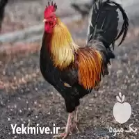 فروش جوجه خروس بومی و خروس در تهران در گروه مرغ و خروس و بوقلمون و اردک قو قاز در یکمیوه