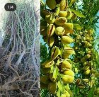 کاشت بادام دیمی با گردو ژنوتیپ در گروه خرید و فروش نهال گردو در یکمیوه