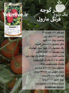 بذر گوجه فرنگی مارول در گروه خرید و فروش بذر گوجه در یکمیوه