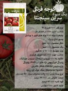 بذر گوجه فرنگی سرین سینجنتا در گروه خرید و فروش بذر گوجه در یکمیوه