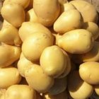 خرید و فروش محصولات کشاورزی ابوالفضل خورشیدی در همدان در گروه خرید و فروش محصولات کشاورزی در یکمیوه