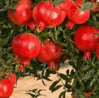 چه نهالی در اطراف تهران بکاریم ؟ در گروه خرید و فروش نهال در یکمیوه