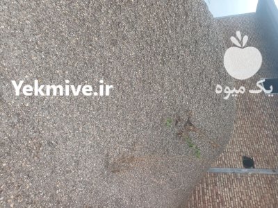 پوکه تخمه آفتابگردان در خوی در گروه خرید و فروش انواع تخمه در یکمیوه -عکس1