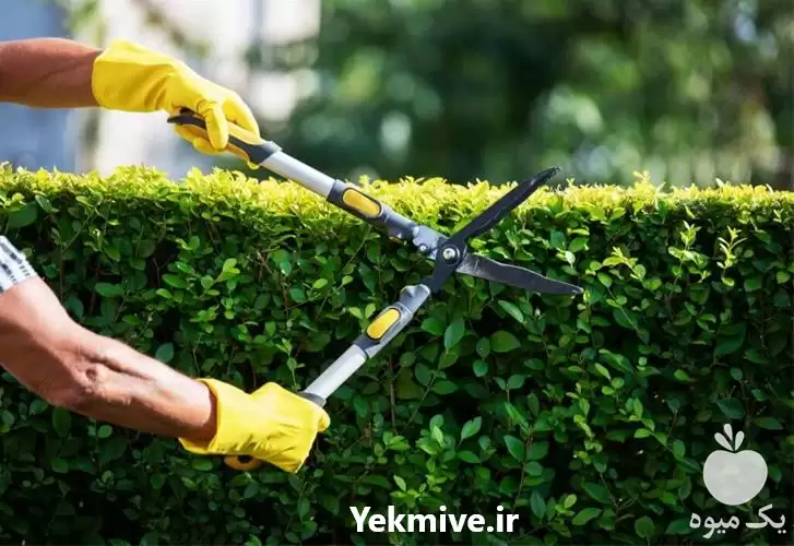 قیمت خرید سفارش قیچی هرس دسته در اصفهان در گروه خرید و فروش لوازم باغبانی در یکمیوه -عکس1