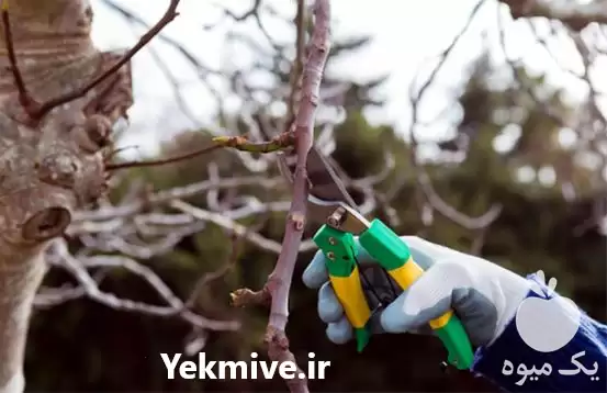 قیمت خرید قیچی باغبانی قیمت مناسب در تهران در گروه خرید و فروش لوازم باغبانی در یکمیوه -عکس1