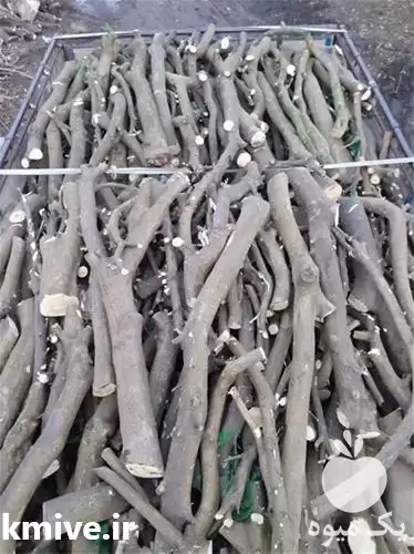 فروش برش و هرس چوب باغی در گروه خرید و فروش انواع چوب در یکمیوه -عکس1