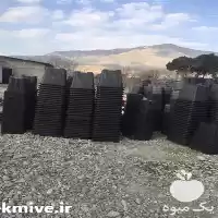 قیمت خرید گلدان گلخانه ای در شیراز در گروه خرید و فروش گیاهان زینتی در یکمیوه