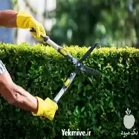 قیمت خرید سفارش قیچی هرس دسته در اصفهان در گروه خرید و فروش لوازم باغبانی در یکمیوه