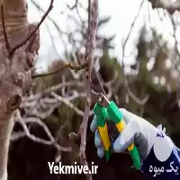 قیمت خرید قیچی باغبانی قیمت مناسب در تهران در گروه خرید و فروش لوازم باغبانی در یکمیوه