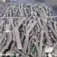 فروش برش و هرس چوب باغی در گروه خرید و فروش انواع چوب در یکمیوه