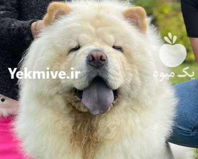 حیوانات خانگی در تهران در گروه حیوانات خانگی در یکمیوه -عکس1