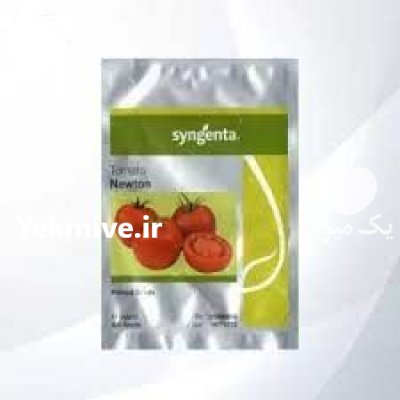 بذر گوجه گلخانه ای نیوتن در همدان در گروه خرید و فروش بذر گوجه در یکمیوه -عکس1