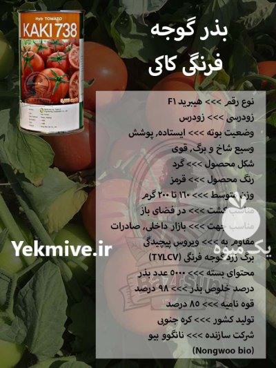 بذر گوجه فرنگی کاکی در کرج در گروه خرید و فروش بذر گوجه در یکمیوه -عکس1