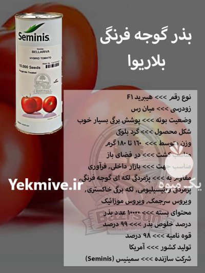بذر گوجه فرنگی بلاریوا در کرج در گروه خرید و فروش بذر گوجه در یکمیوه -عکس1