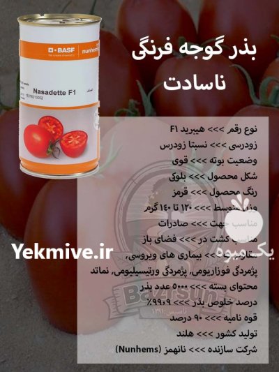 بذر گوجه فرنگی ناسادت در کرج در گروه خرید و فروش بذر گوجه در یکمیوه -عکس1