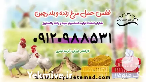 فروش قفس مرغ زنده و بلدرچین در تهران در گروه تجهیزات مرغداری در یکمیوه -عکس1