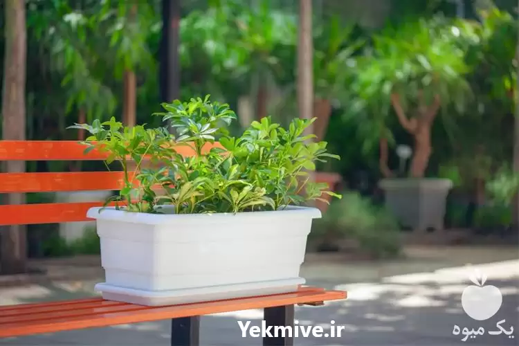 فروش باکس مستطیلی گل آذین در گروه خرید و فروش گیاهان زینتی در یکمیوه -عکس1