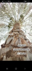 ضایعات باغی شاخه خرما