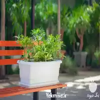 فروش باکس مستطیلی گل آذین در گروه خرید و فروش گیاهان زینتی در یکمیوه
