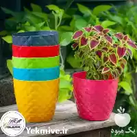 فروش گلدان زمرد گل آذین در مشهد در گروه خرید و فروش گیاهان زینتی در یکمیوه