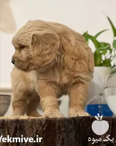 فروش توله سگ گلدن رتریور طلایی در تهران در گروه سگ و گربه در یکمیوه -عکس1