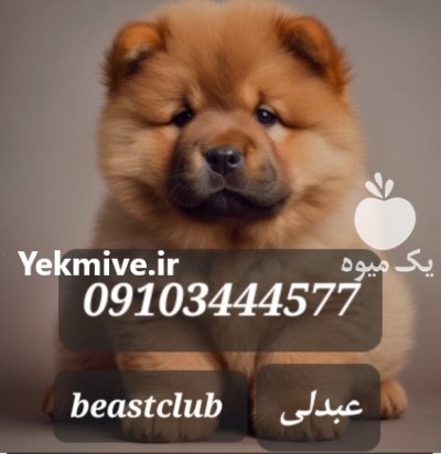 فروش توله چاوچاو در کرج در گروه سگ و گربه در یکمیوه -عکس1