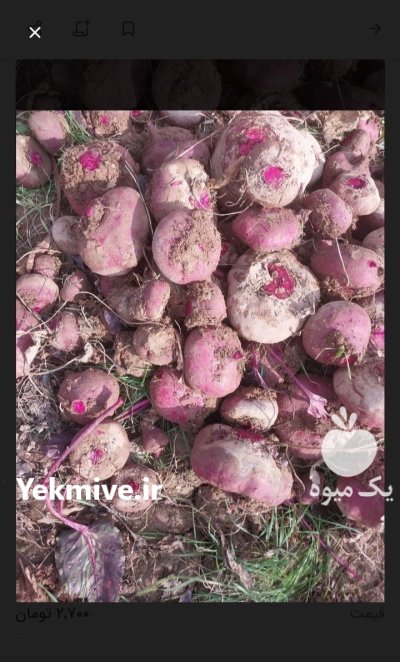 فروش چغندر لبو در گروه خرید و فروش چغندر در یکمیوه -عکس1
