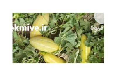 فروش بذر خربزه مینو بذر خربزه در اهواز در گروه خرید و فروش بذر خربزه در یکمیوه -عکس1