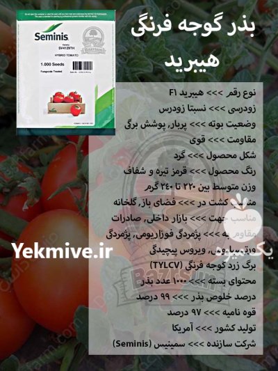 بذر گوجه فرنگی هیبرید در کرج در گروه خرید و فروش بذر گوجه در یکمیوه -عکس1