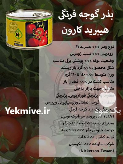 بذر گوجه فرنگی هیبرید کارون در کرج در گروه خرید و فروش بذر گوجه در یکمیوه -عکس1