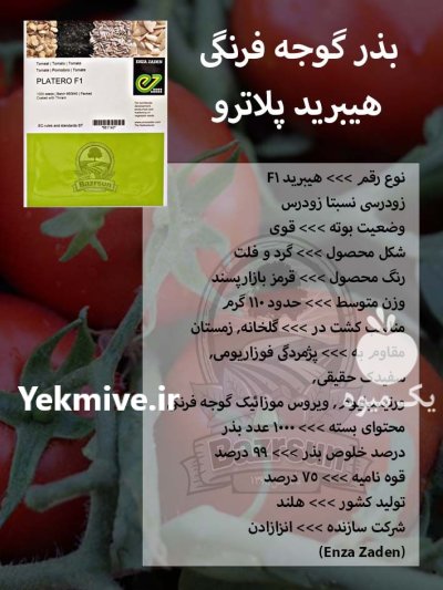 بذر گوجه فرنگی هیبرید پلاترو در کرج در گروه خرید و فروش بذر گوجه در یکمیوه -عکس1