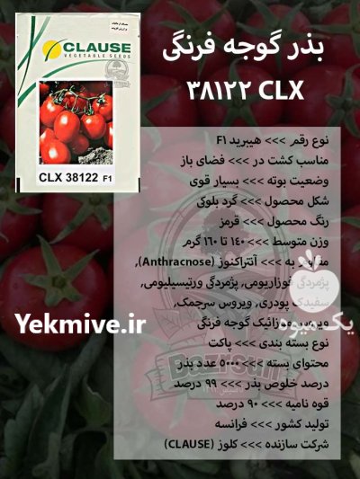 بذر گوجه فرنگی CLX 38122 در گروه خرید و فروش بذر گوجه در یکمیوه -عکس1