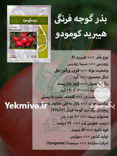بذر گوجه فرنگی هیبرید کومودو در گروه خرید و فروش بذر گوجه در یکمیوه -عکس1