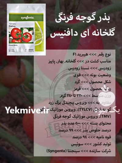 بذر گوجه فرنگی گلخانه ای دافنیس در کرج در گروه خرید و فروش بذر گوجه در یکمیوه -عکس1
