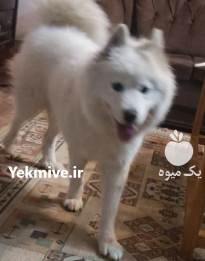 یک ساموئید فوق العاده منتظر شماست در پردیس در گروه حیوانات خانگی در یکمیوه -عکس1