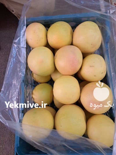 فروش گریپ فروت در قدس در گروه خرید و فروش گریپ فروت در یکمیوه -عکس1