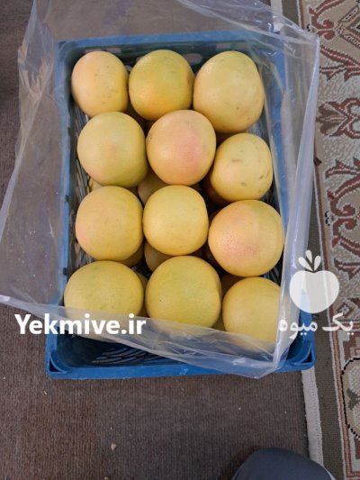 فروش گریپ فروت در قدس در گروه خرید و فروش گریپ فروت در یکمیوه -عکس2