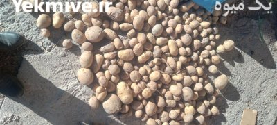 فروش سیب زمینی اسپریت در اصفهان در گروه خرید و فروش سیب زمینی در یکمیوه -عکس1