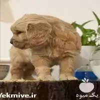 فروش توله سگ گلدن رتریور طلایی در تهران در گروه سگ و گربه در یکمیوه