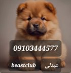 فروش توله چاوچاو در کرج در گروه سگ و گربه در یکمیوه