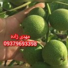 کاشت نهال گردو دیرگل دیمی کوهستان در فیروزآباد
