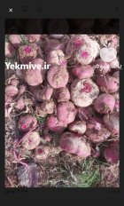 فروش چغندر لبو در گروه خرید و فروش چغندر در یکمیوه