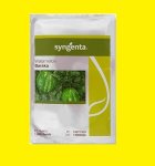 فروش بذر هندوانه Baraka F 1 سینجینتا در اهواز در گروه خرید و فروش بذر هندوانه در یکمیوه