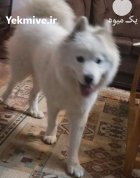 یک ساموئید فوق العاده منتظر شماست در پردیس در گروه حیوانات خانگی در یکمیوه