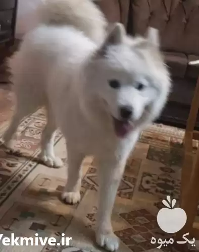 قیمت خرید یک ساموئید فوق العاده در تهران در گروه سگ و گربه در یکمیوه -عکس1