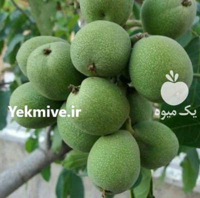 فعال شدن به موقع شاتون نر نهال گردو در کلیبر در گروه خرید و فروش نهال گردو در یکمیوه -عکس1